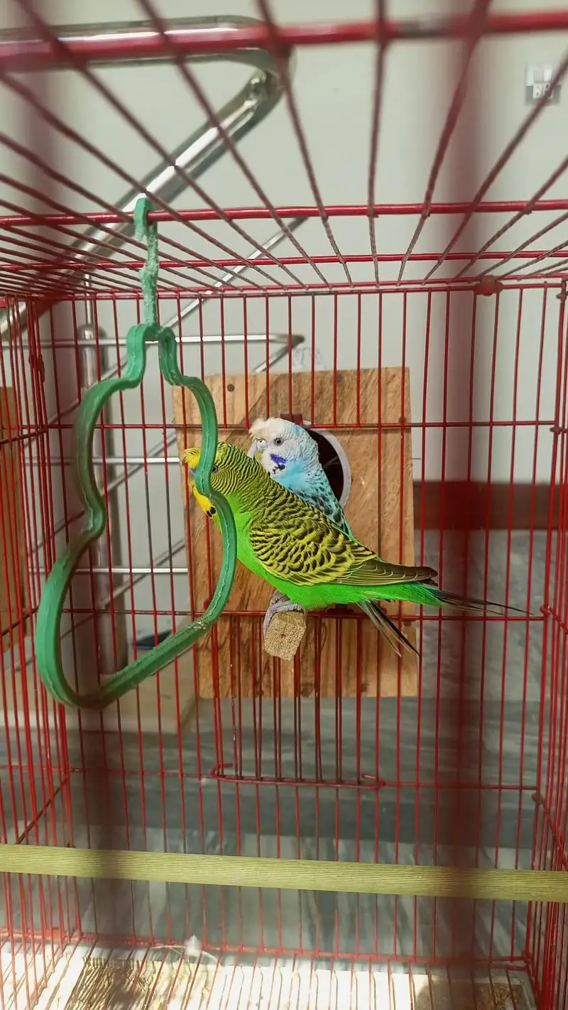Different breeder pairs available. 03164741450 — photo 6