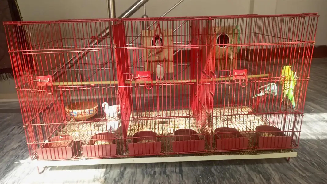 Different breeder pairs available. 03164741450 — photo 9