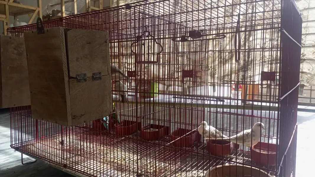 Different breeder pairs available. 03164741450 — photo 10