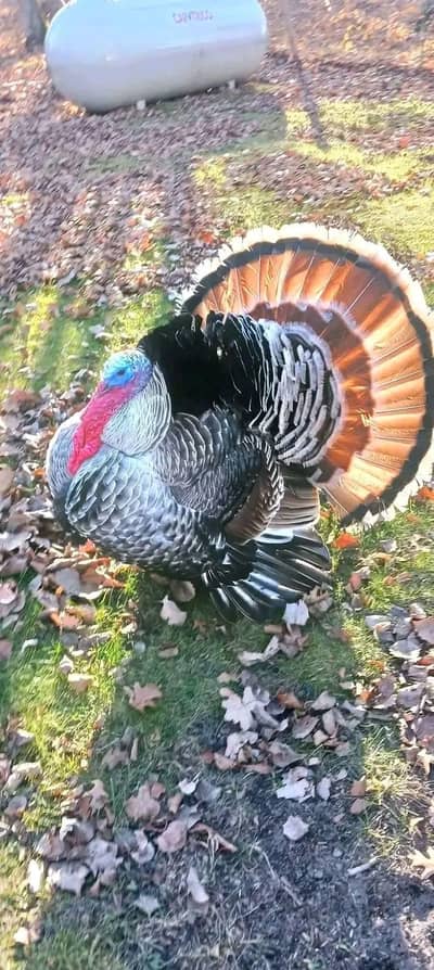 Turkey Breeder set