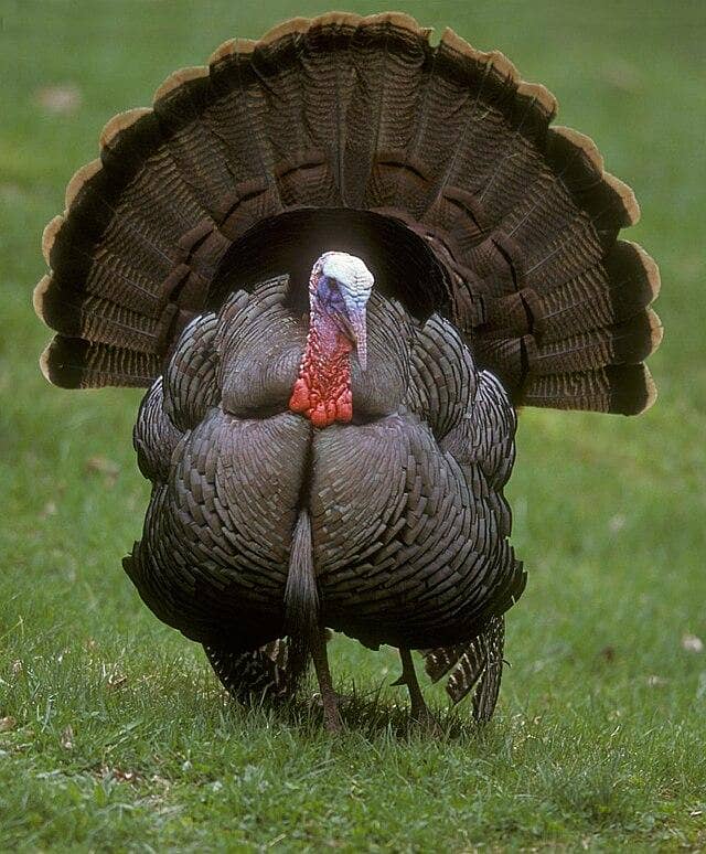 Turkey Breeder set 1