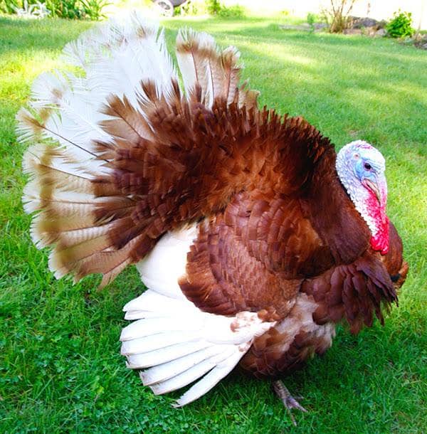 Turkey Breeder set 2