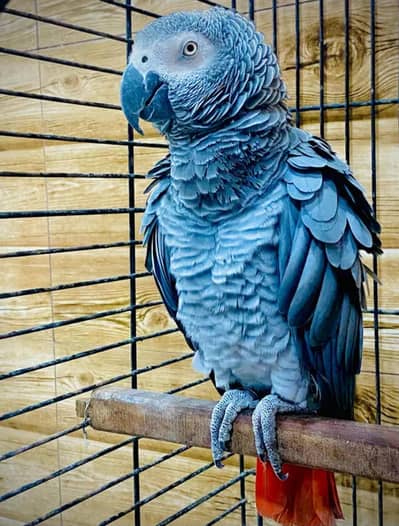 Healthy & Talking African Grey Parrot for Sale - Male