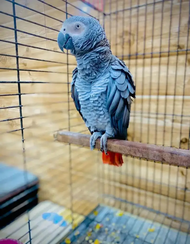 Healthy & Talking African Grey Parrot for Sale - Male — photo 2