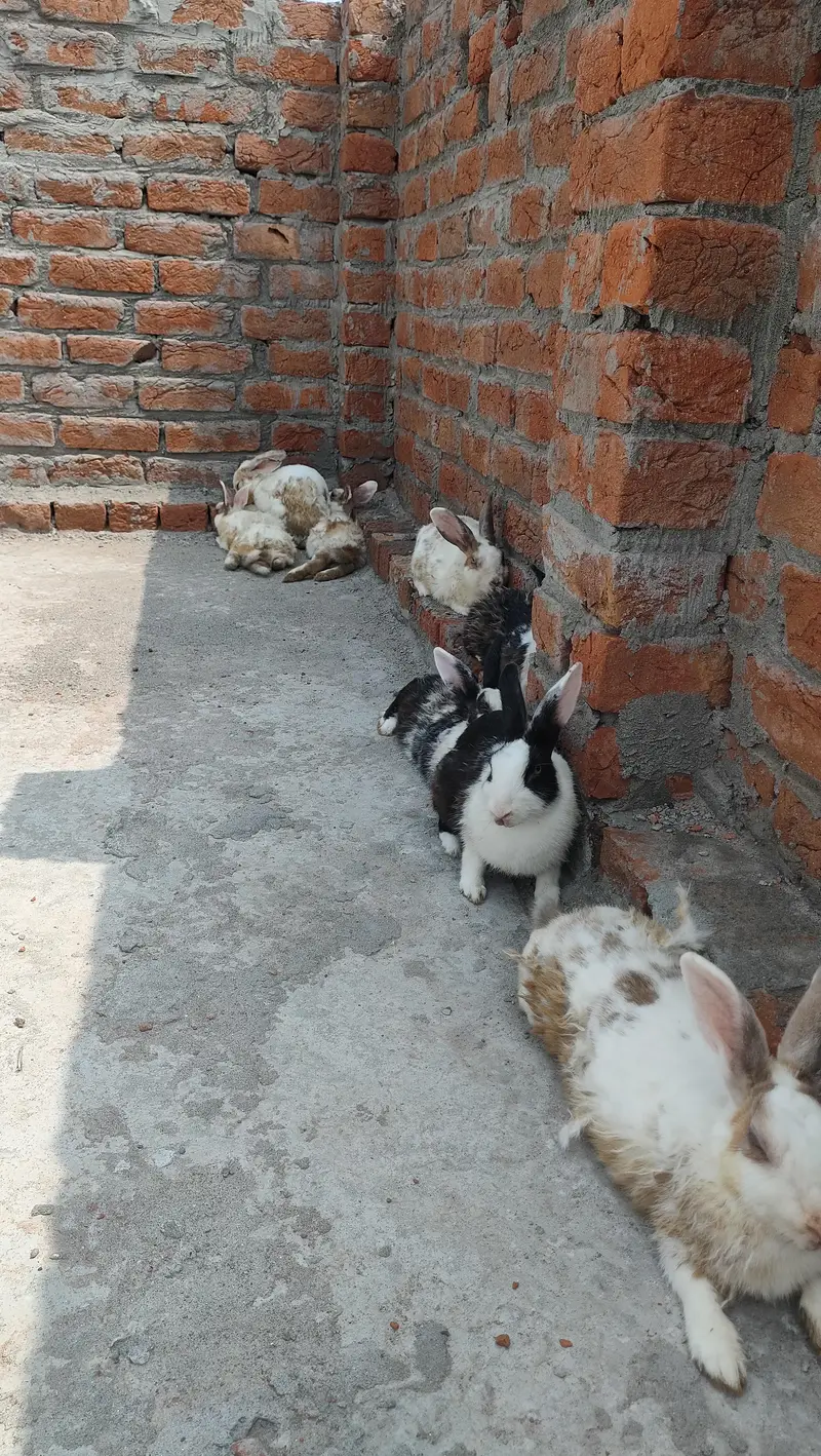 Rabbits available for Sale — photo 3