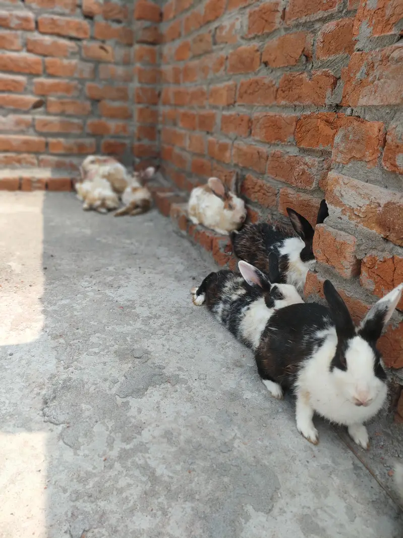 Rabbits available for Sale — photo 4