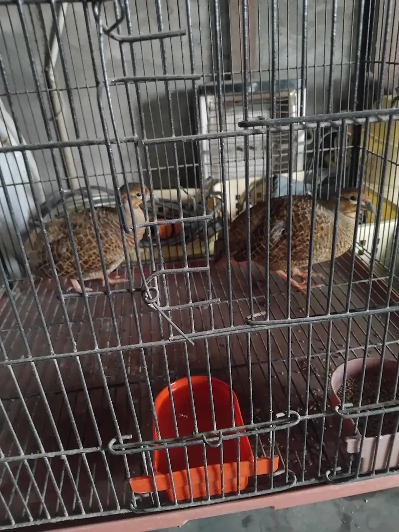 Healthy pair of teetar