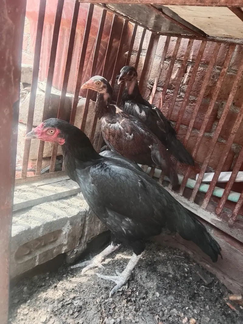 healthy aseel hen and chicks
