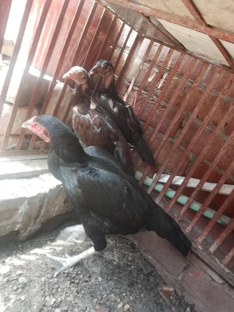 healthy aseel hen and chicks — photo 2