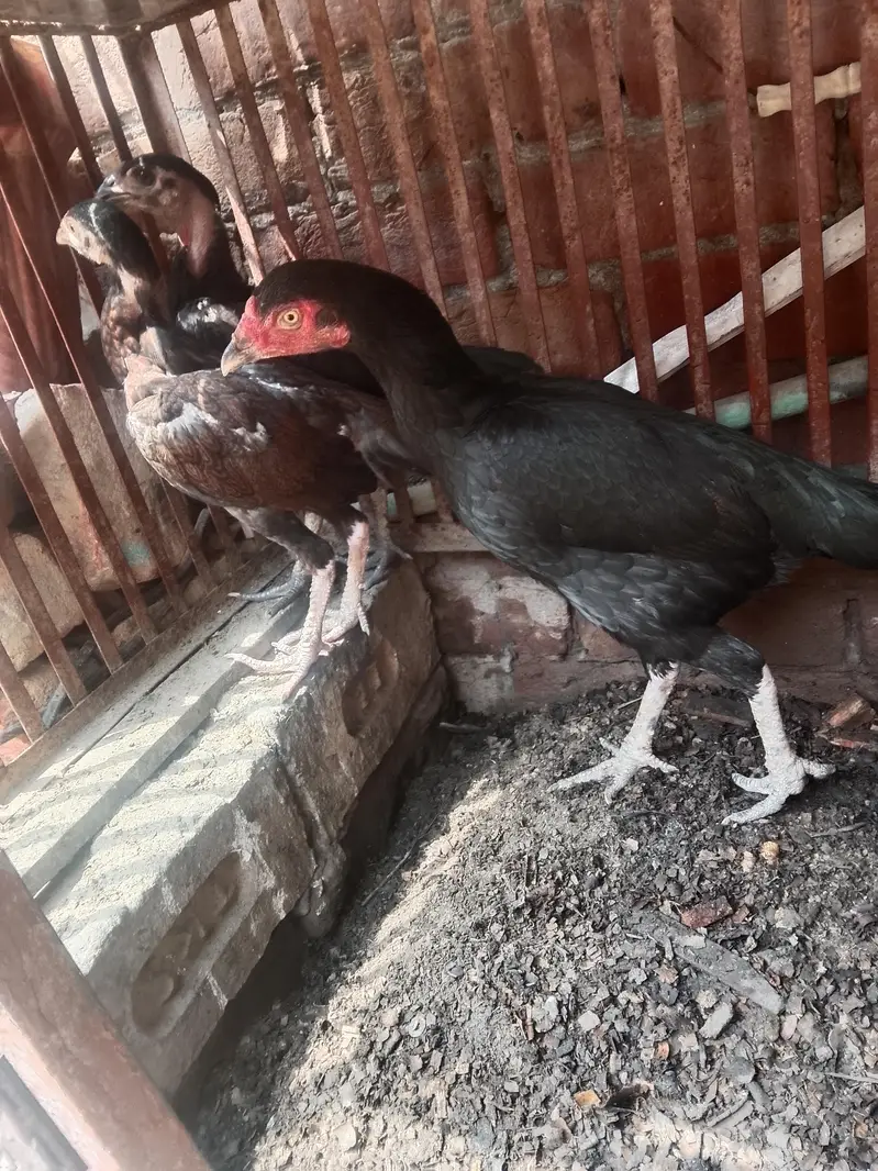 healthy aseel hen and chicks — photo 3