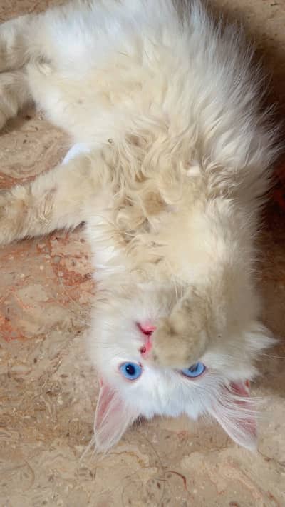 White Persian female kitten blue eyes