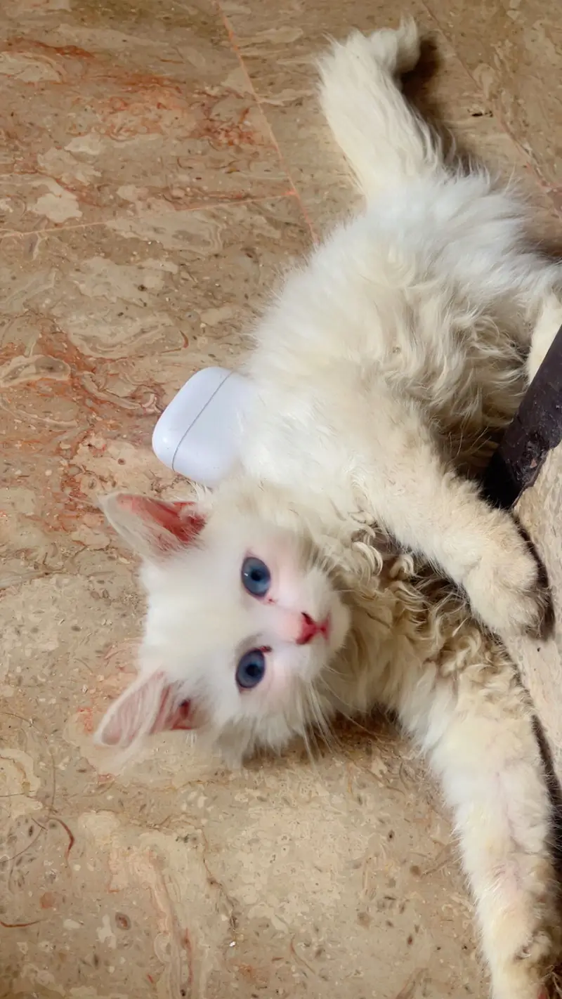 White Persian female kitten blue eyes — photo 2