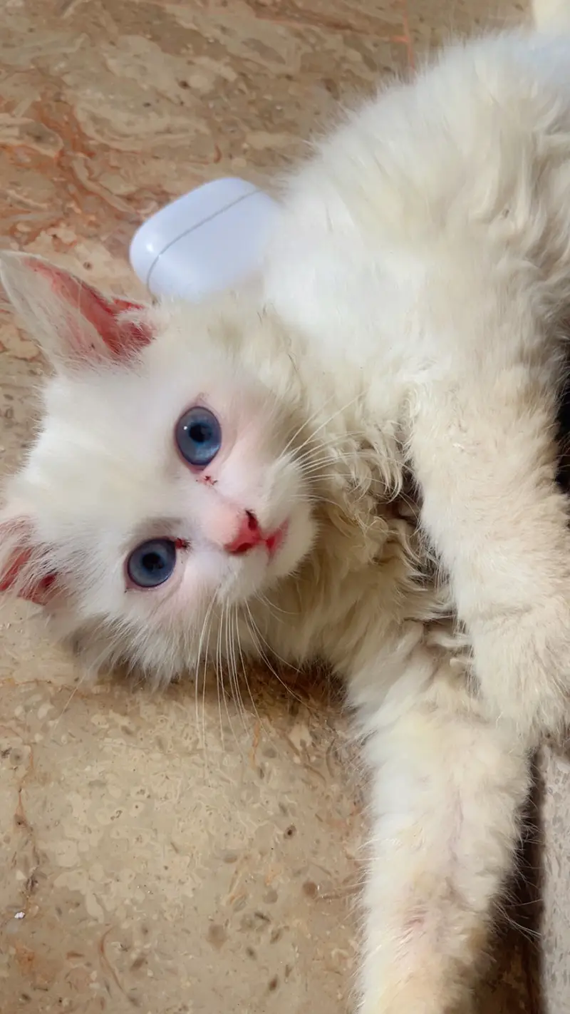White Persian female kitten blue eyes — photo 3