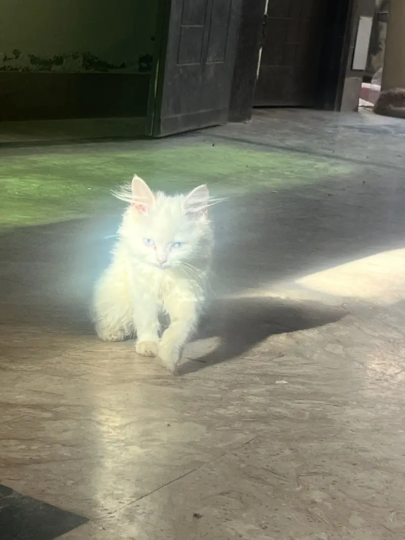 White Persian female kitten blue eyes — photo 4