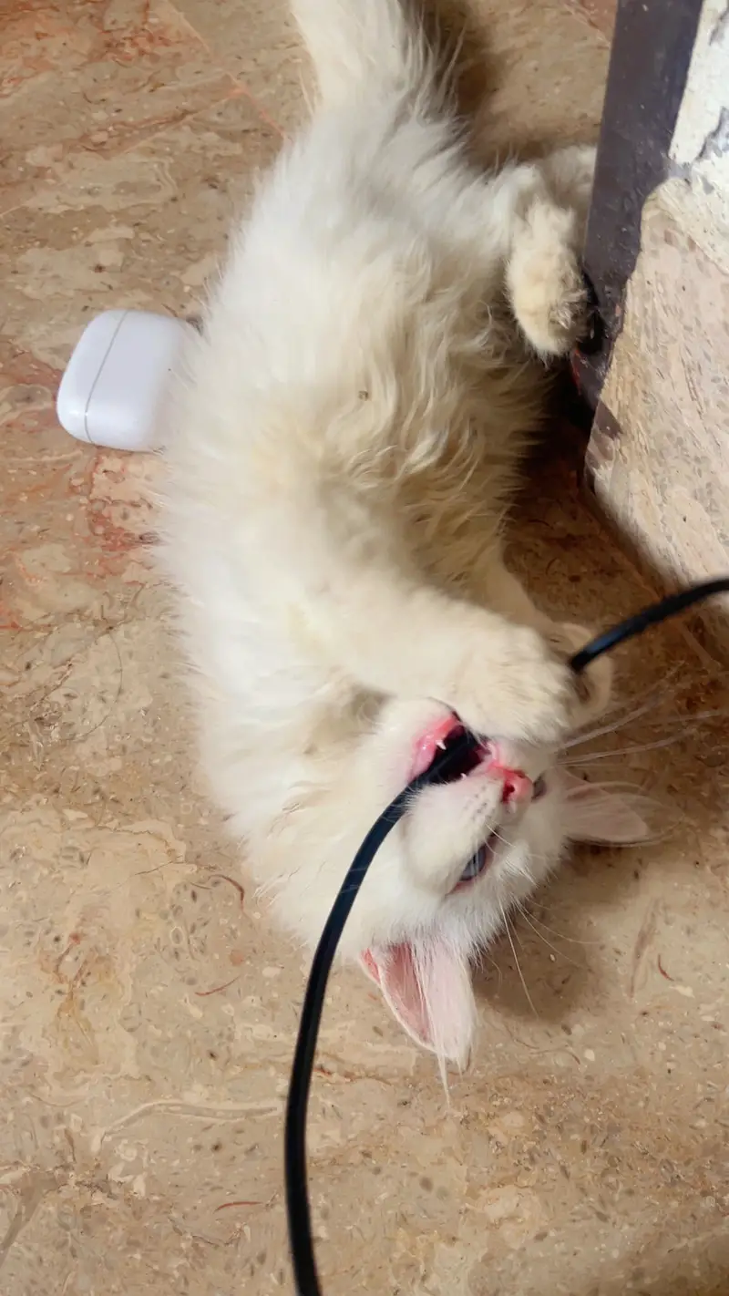 White Persian female kitten blue eyes — photo 5