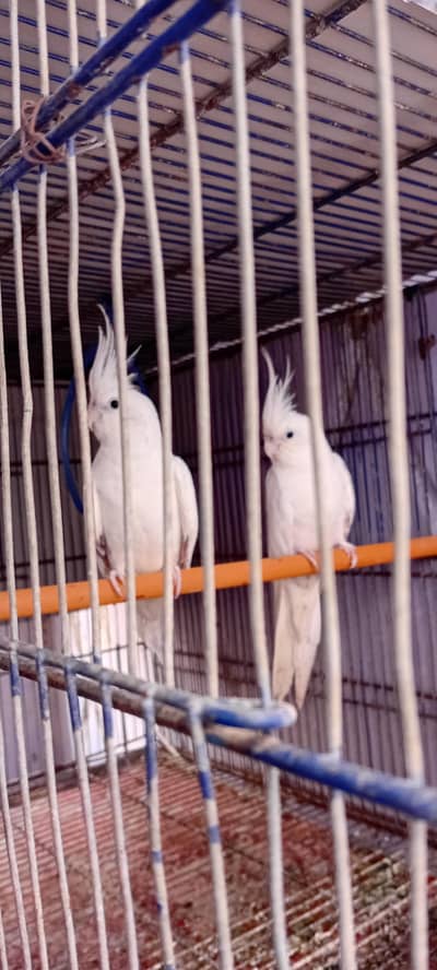 Cocktail Breeder Pairs And Ring Neck Breeder Pair