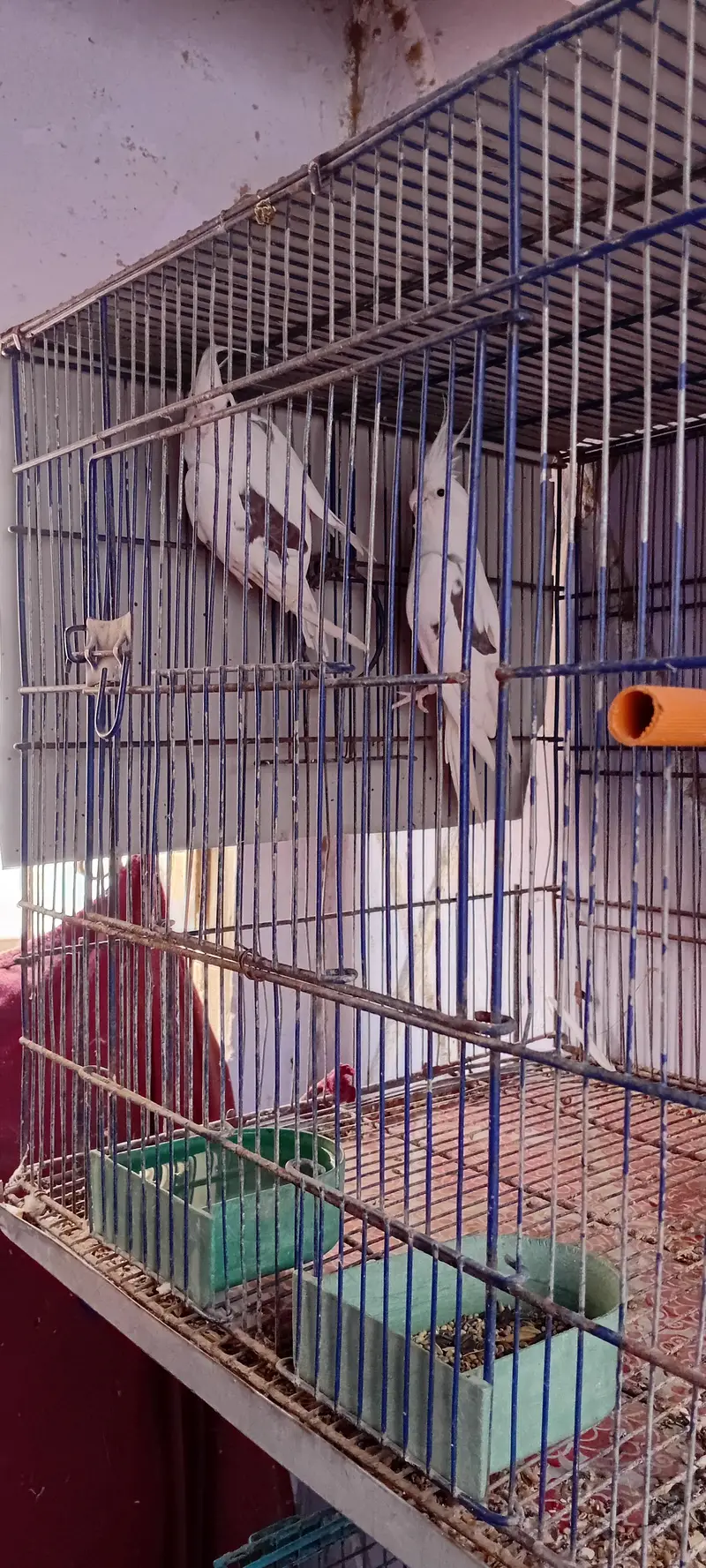 Cocktail Breeder Pairs And Ring Neck Breeder Pair — photo 2