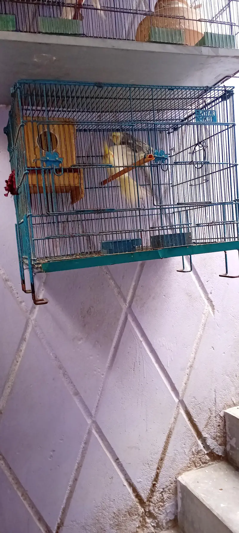 Cocktail Breeder Pairs And Ring Neck Breeder Pair — photo 5