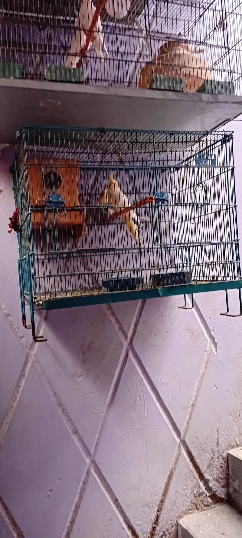 Cocktail Breeder Pairs And Ring Neck Breeder Pair — photo 6