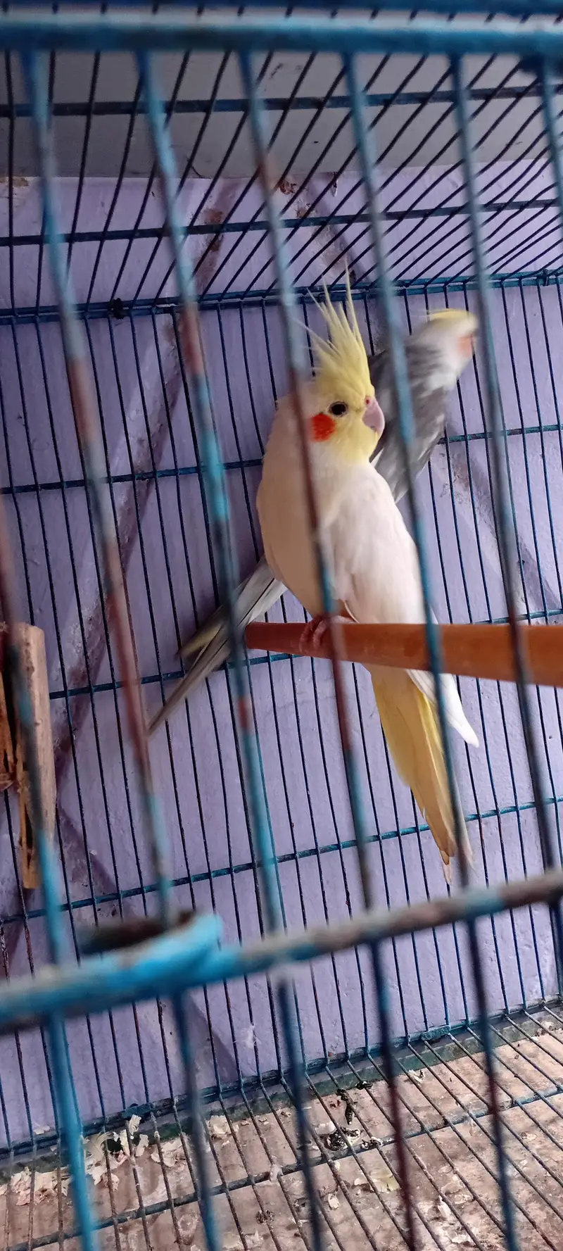 Cocktail Breeder Pairs And Ring Neck Breeder Pair — photo 7