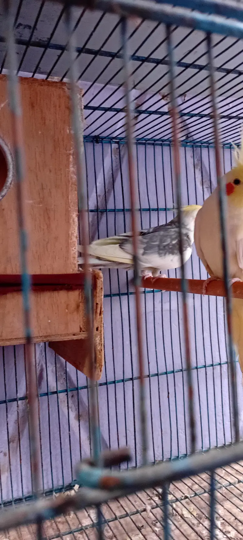 Cocktail Breeder Pairs And Ring Neck Breeder Pair — photo 9