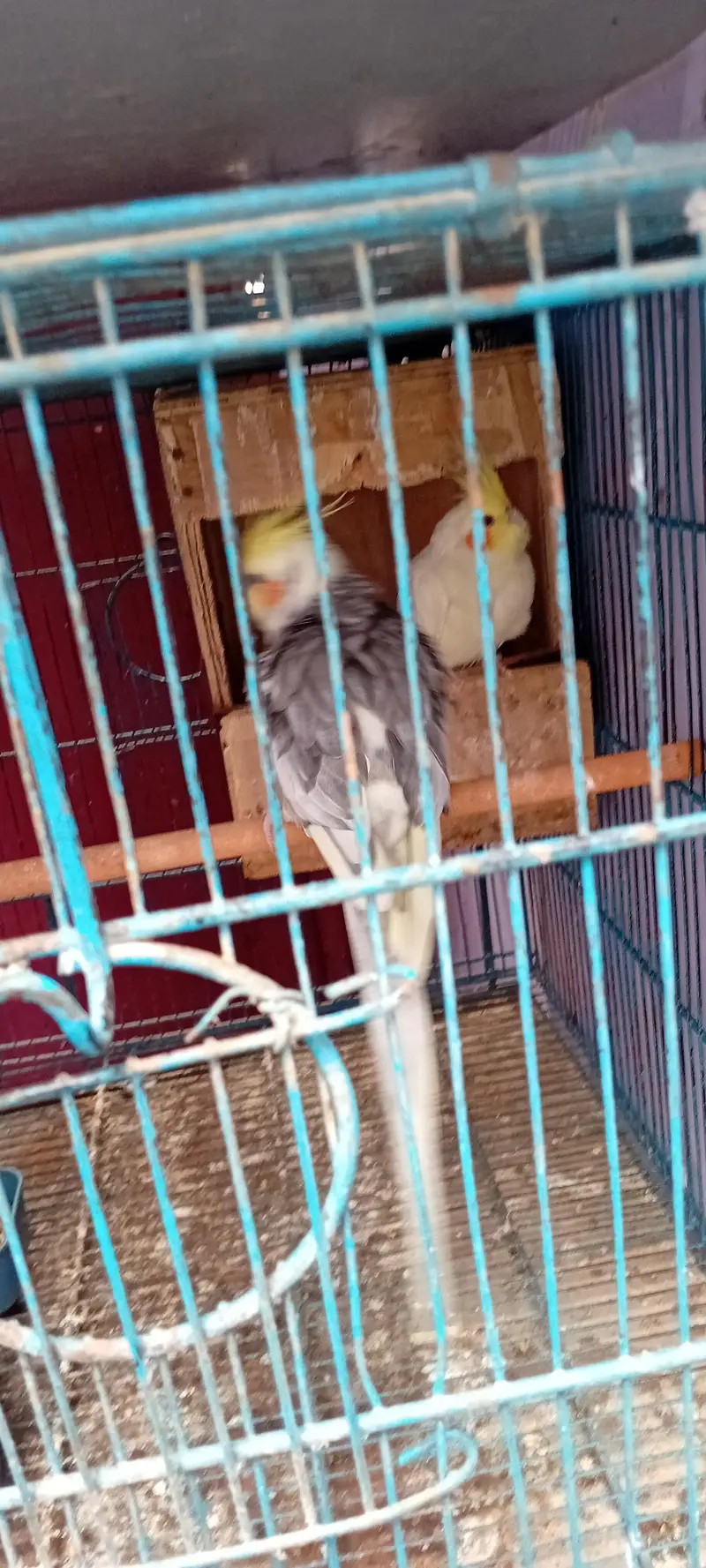 Cocktail Breeder Pairs And Ring Neck Breeder Pair — photo 11