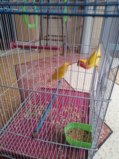 Love bird pair
