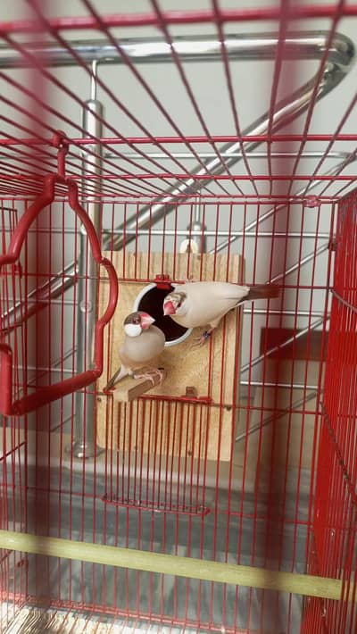 fawn jawa ring birds breeder pair