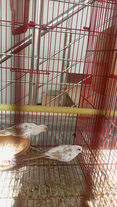 white pied breeder pair