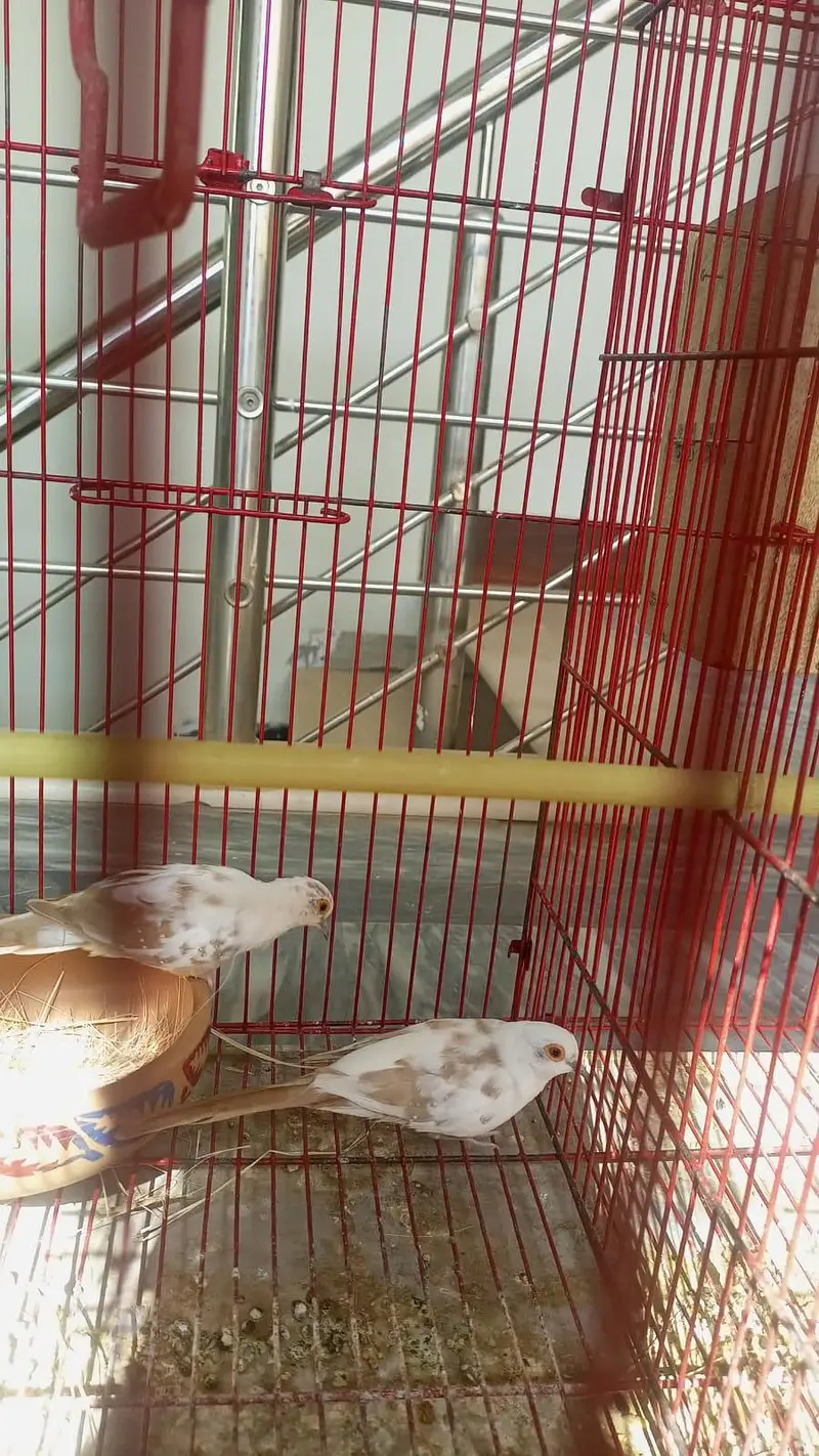 fawn jawa ring birds breeder pair — photo 2