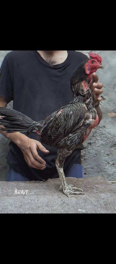 PURE BURMI CHIKS AVAILABLE