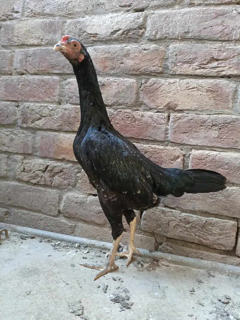 PURE BURMI CHIKS AVAILABLE — photo 2