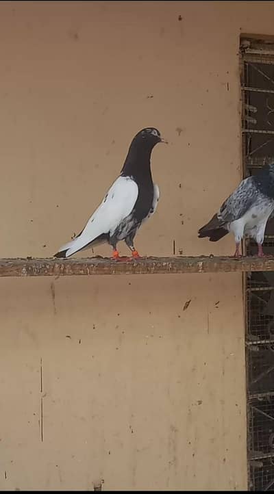 Rampuri kabooter pigeon