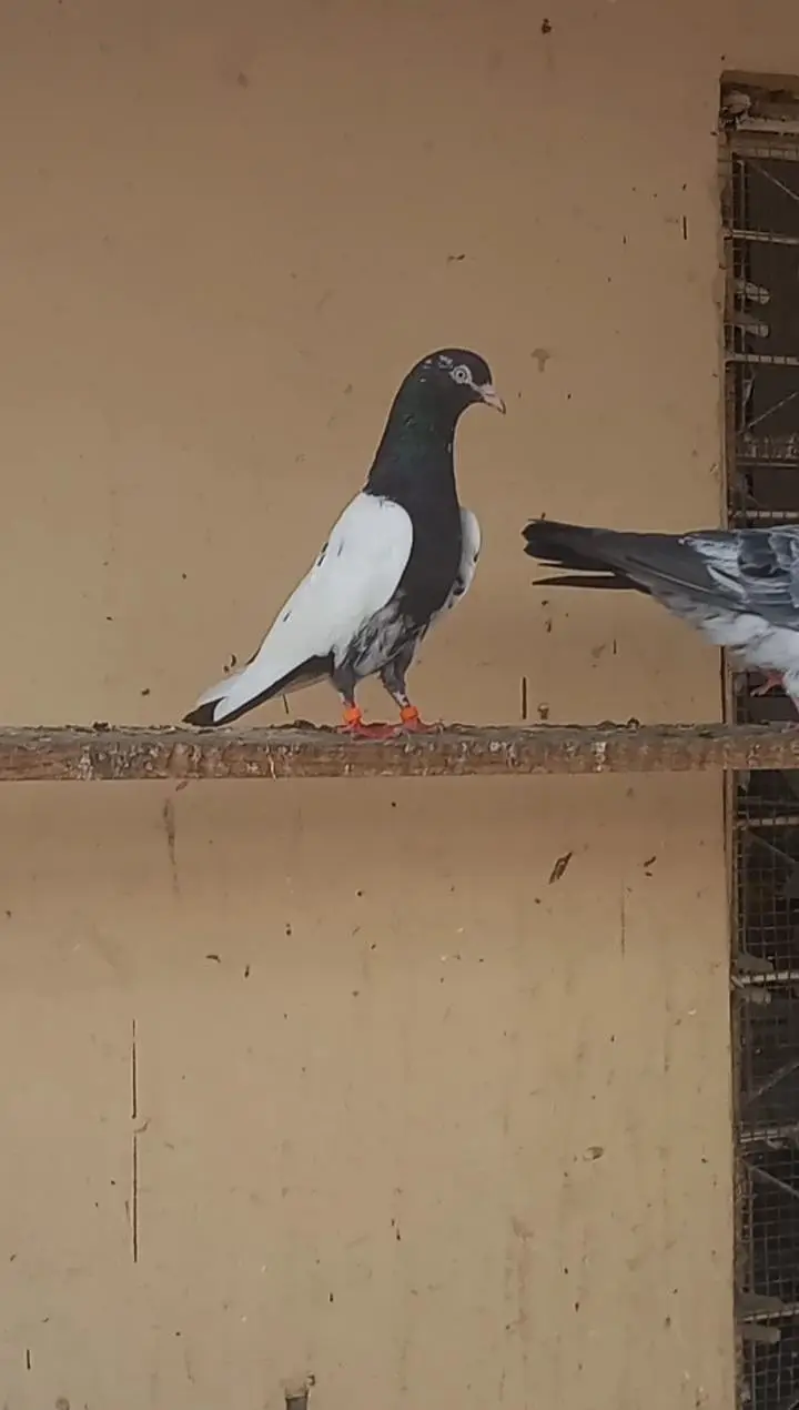 Rampuri kabooter pigeon — photo 2