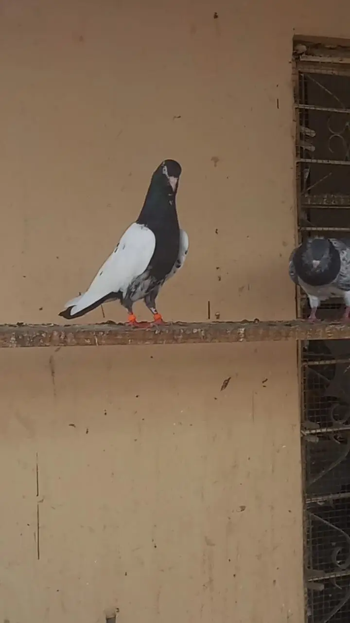 Rampuri kabooter pigeon — photo 3