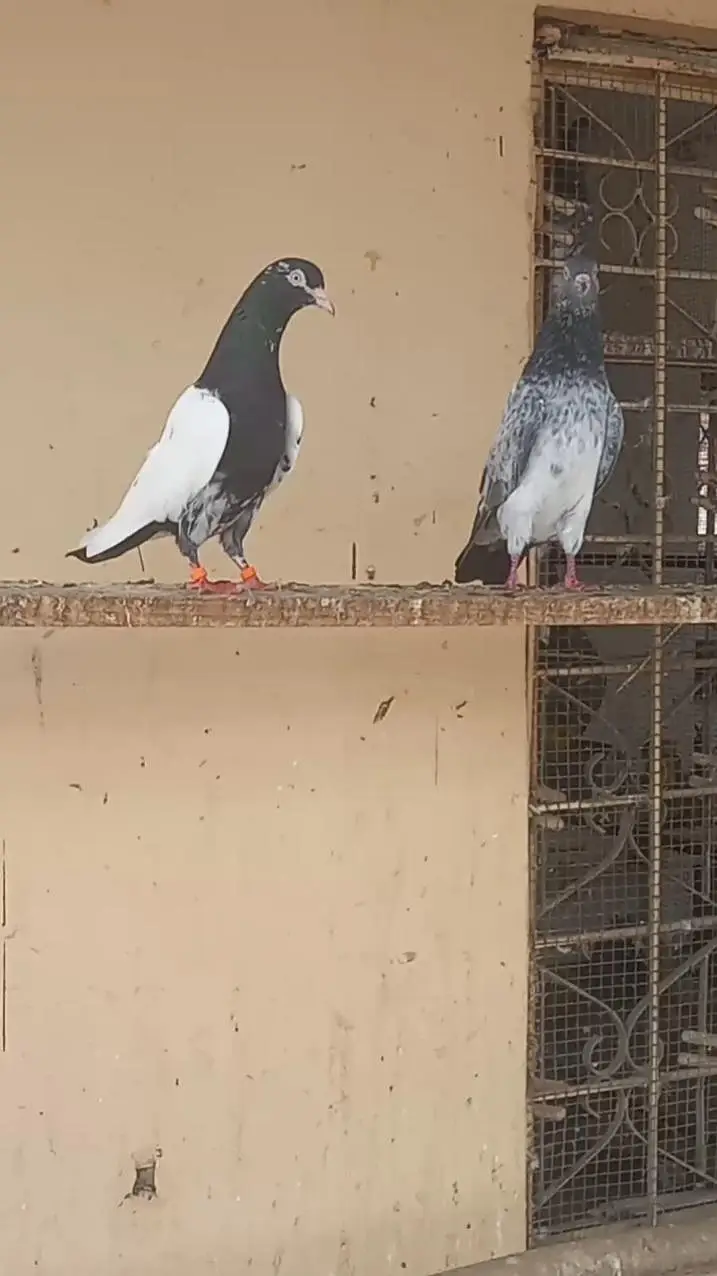 Rampuri kabooter pigeon — photo 4