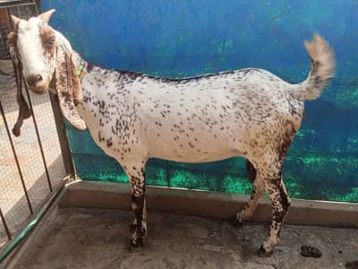 Pure Makki Cheeni Female Goat/ desi dogli bakri for sale