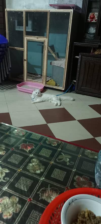 white colour 3 coated cat male ma hy eyes CLR yellow hy