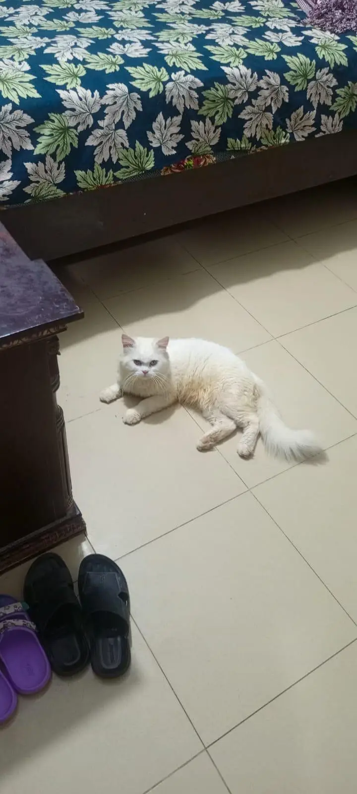 white colour 3 coated cat male ma hy eyes CLR yellow hy — photo 2