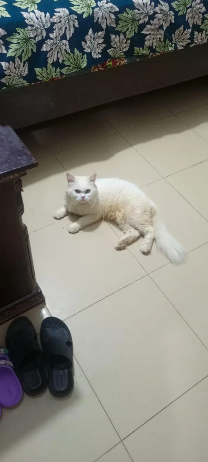 white colour 3 coated cat male ma hy eyes CLR yellow hy — photo 3