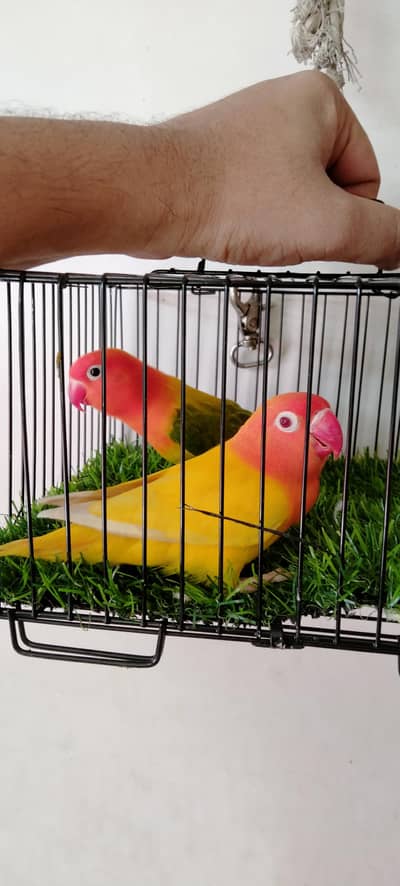 DD Green Opaline/ino/B1B2 Male x  Lutino Opaline female