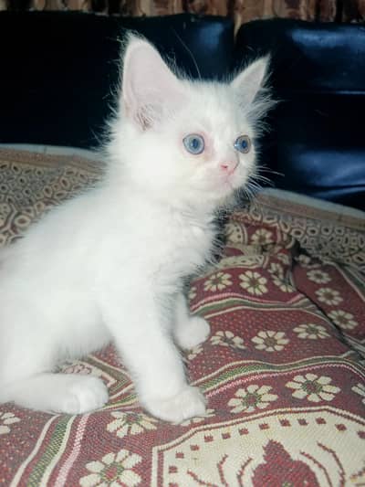 Persian Kittens For Sale