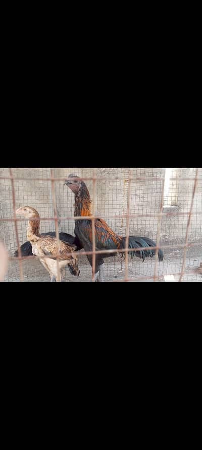 Thai Aseel, Dragon, Hera, pakooe Chicks