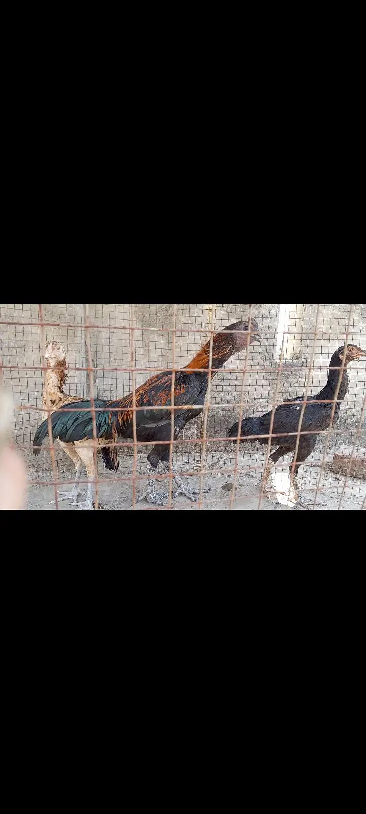 Thai Aseel, Dragon, Hera, pakooe Chicks — photo 2