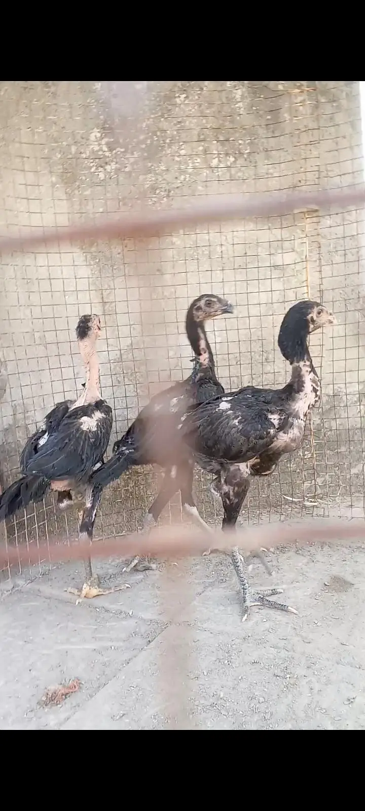 Thai Aseel, Dragon, Hera, pakooe Chicks — photo 3