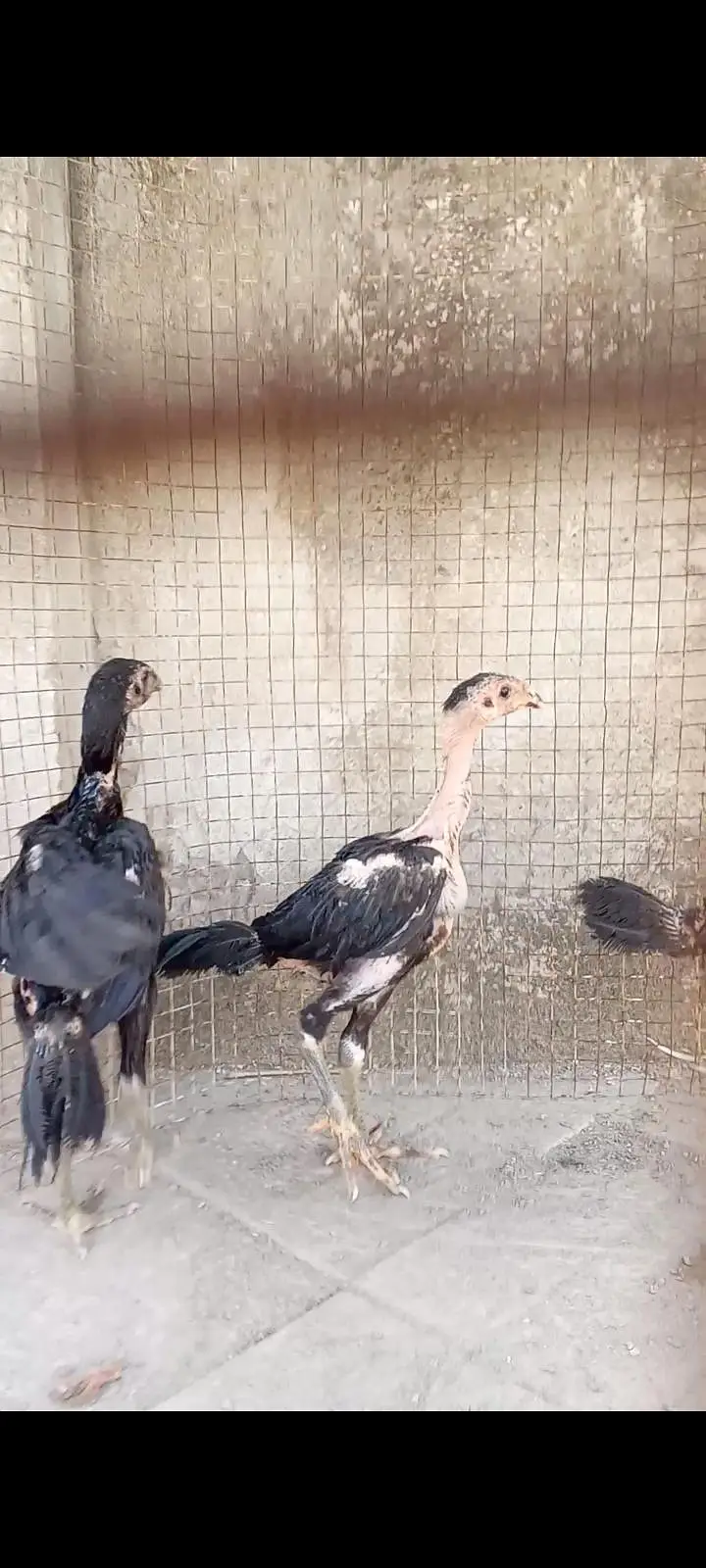 Thai Aseel, Dragon, Hera, pakooe Chicks — photo 4