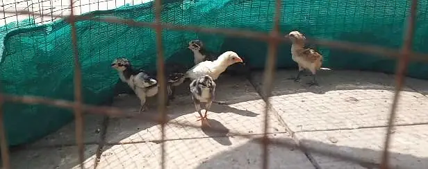 Thai Aseel, Dragon, Hera, pakooe Chicks — photo 5