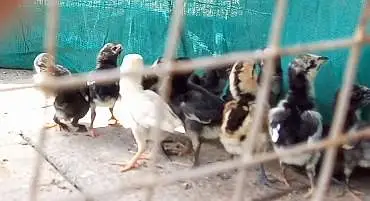 Thai Aseel, Dragon, Hera, pakooe Chicks — photo 6