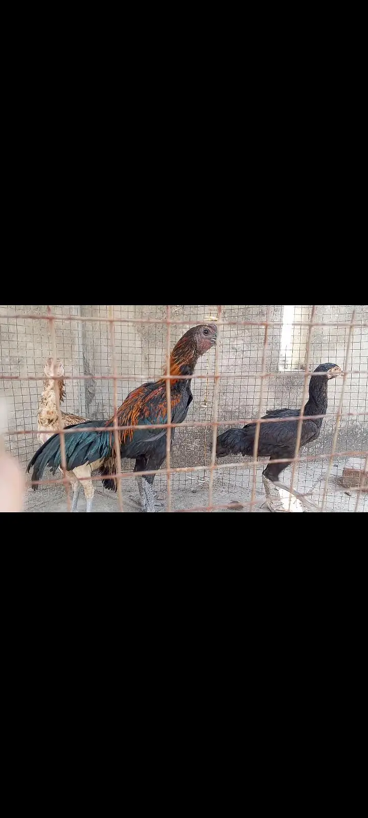 Thai Aseel, Dragon, Hera, pakooe Chicks — photo 7