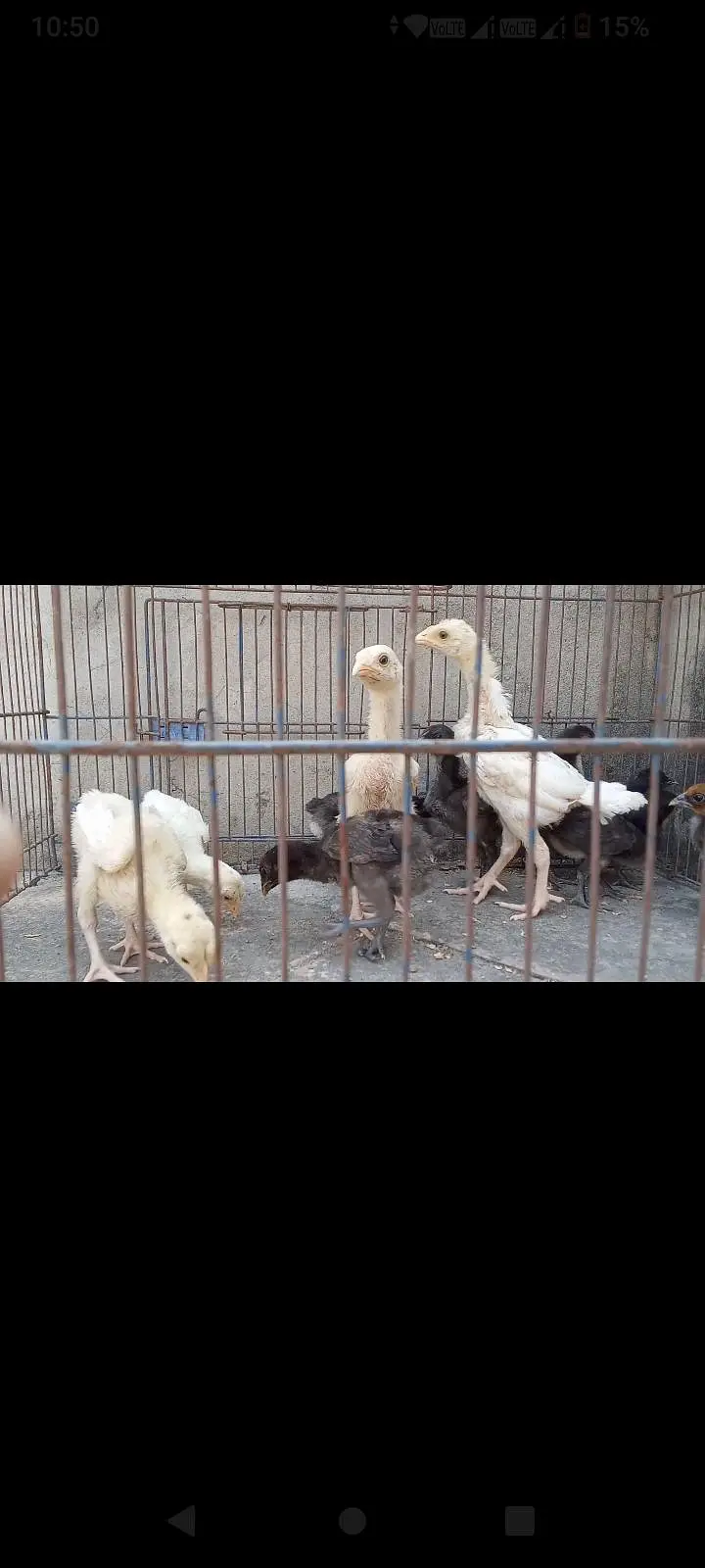 Thai Aseel, Dragon, Hera, pakooe Chicks — photo 8